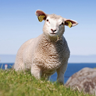 Itresand - Lambkin